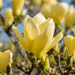 Magnólia (Magnolia × brooklynensis) ´YELLOW LANTERN´ - výška 110-120 cm, kont. C5L (-24°C) - NA KMIENKU